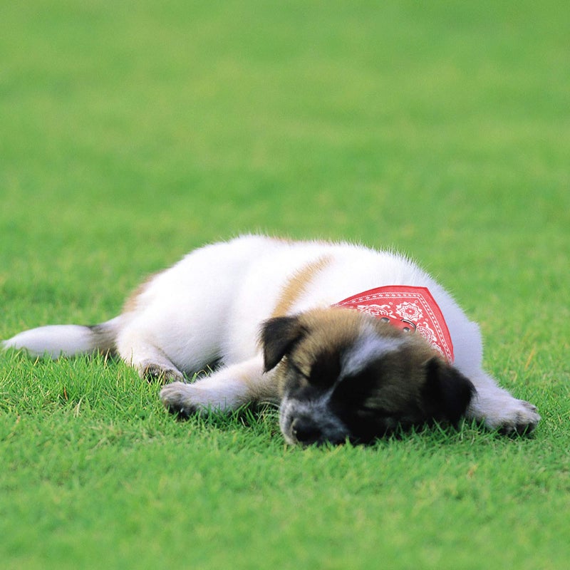 CM Cosmos Pet Bandana Puppy Dog Scarf Collar Neckchief with Adjustable Buckle for Dog Cat Decoration Pack of 6 (Medium) - Image 5